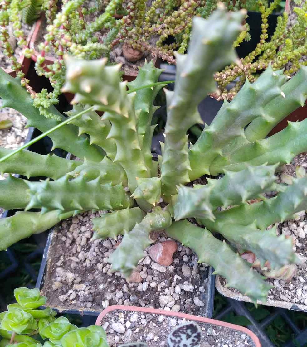 058_stapelia_058.jpg