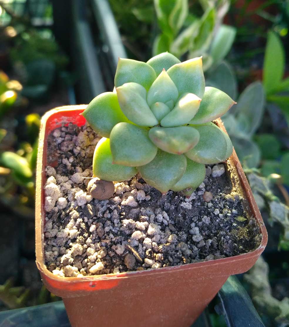 060_echeveria_060.jpg