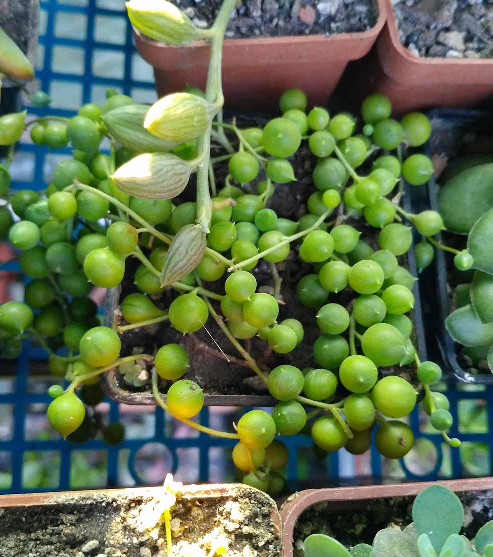 061_senecio_rowleanus_061.jpg