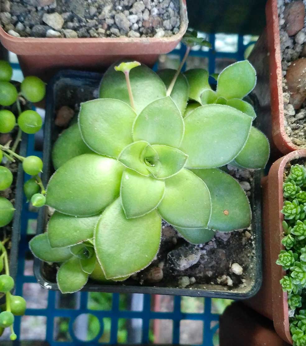062_crassula_062.jpg