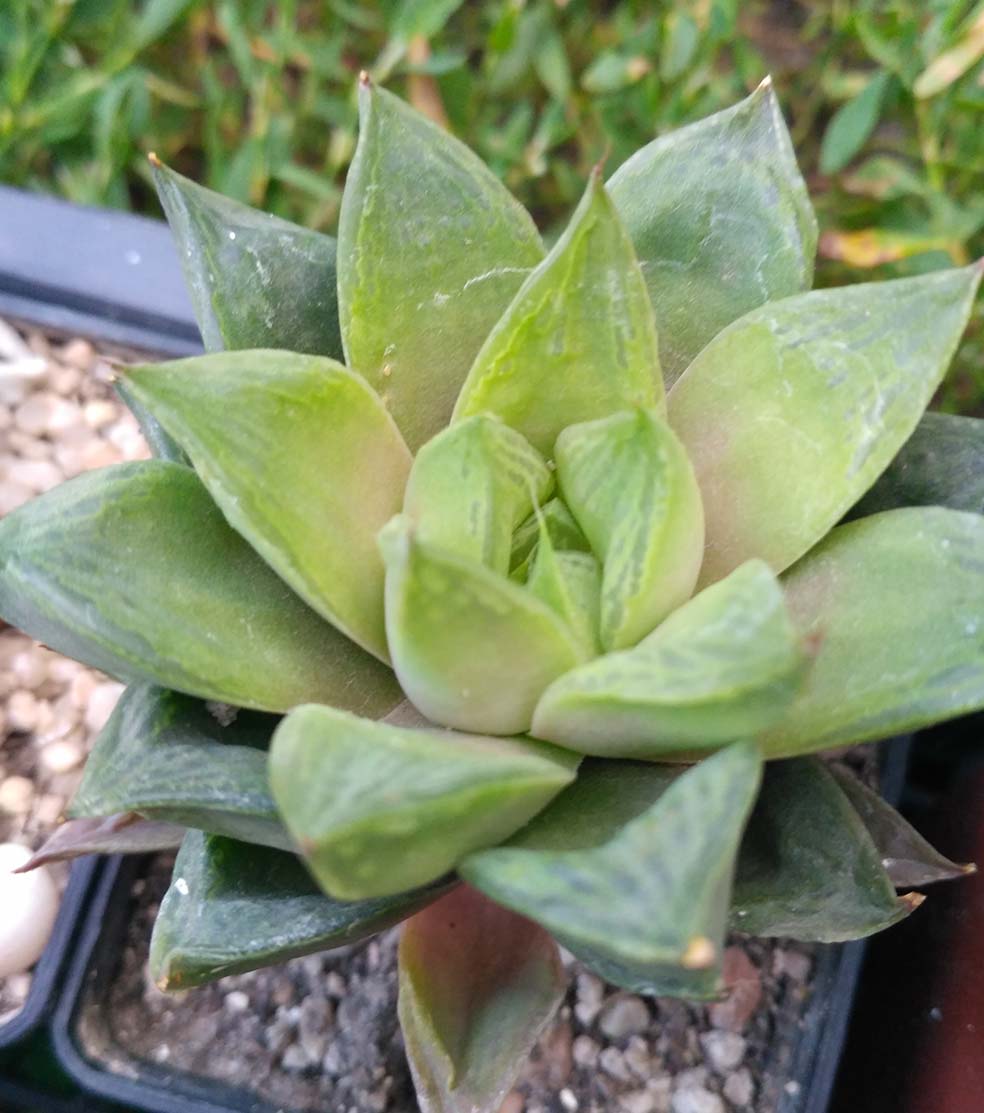 063_hawortia_063.jpg