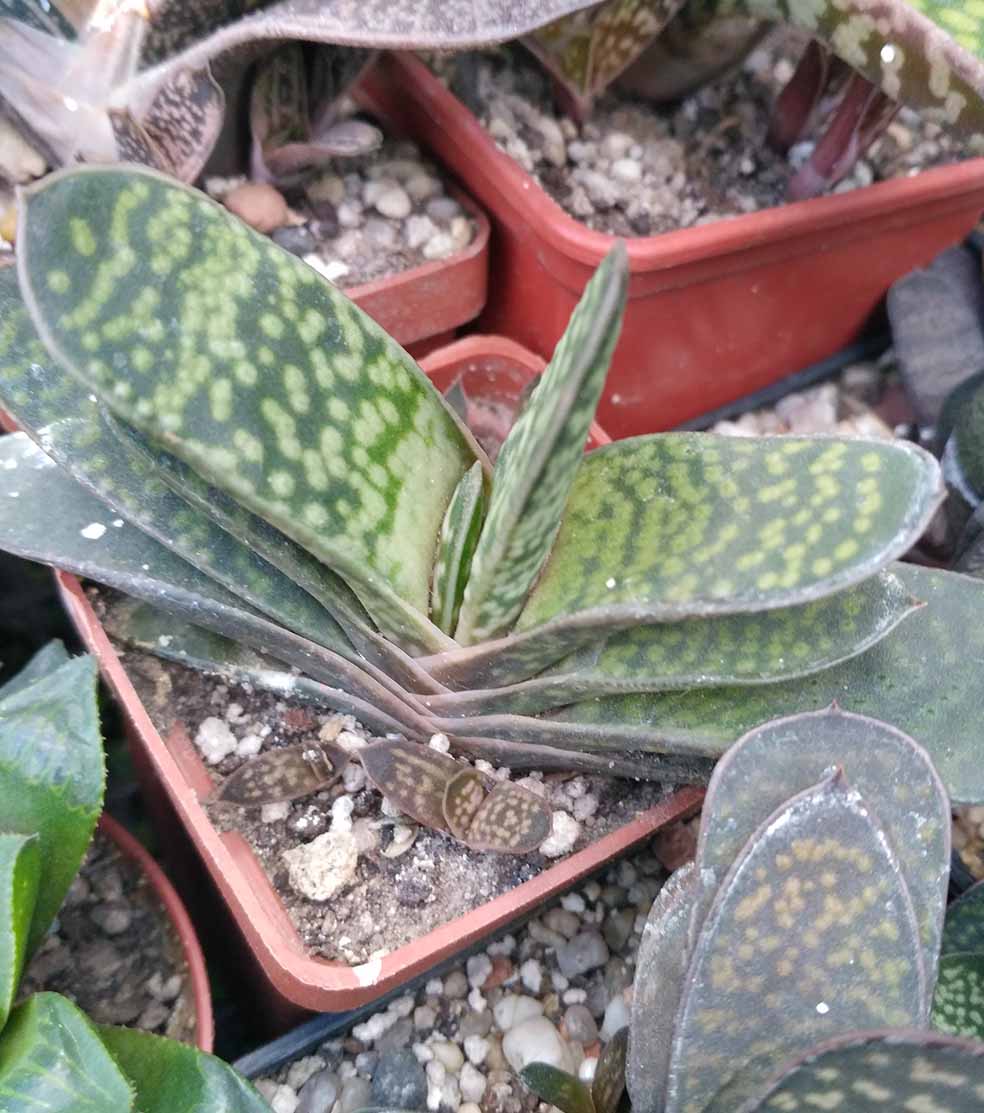 064_gasteria_064.jpg