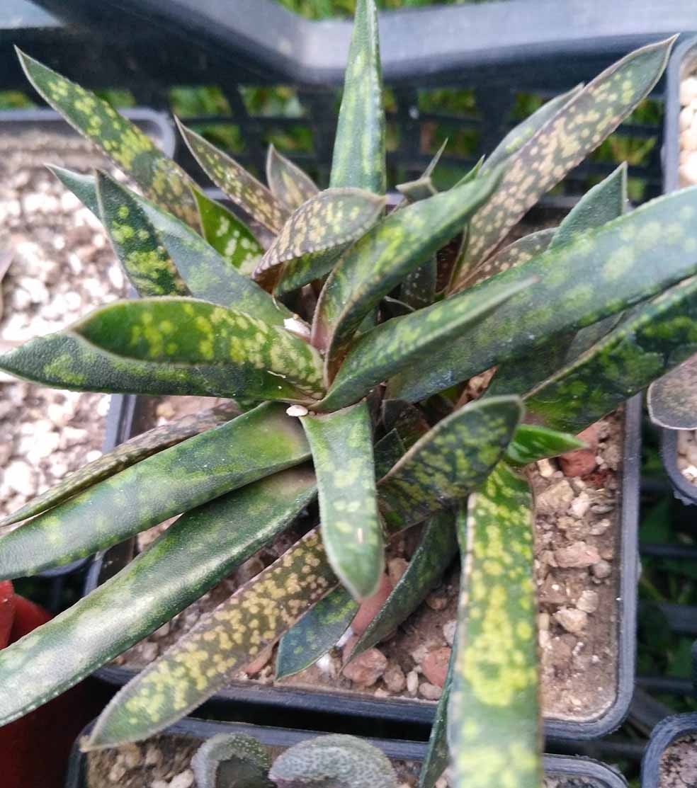 066_gasteria_066.jpg