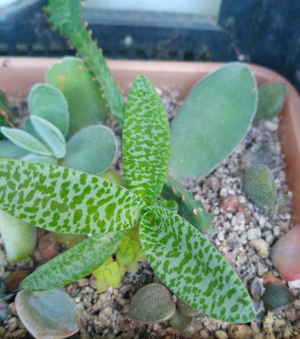068_ledeburia_068.jpg