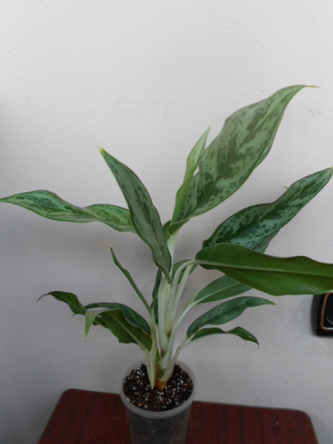 DSCN6499.JPG
