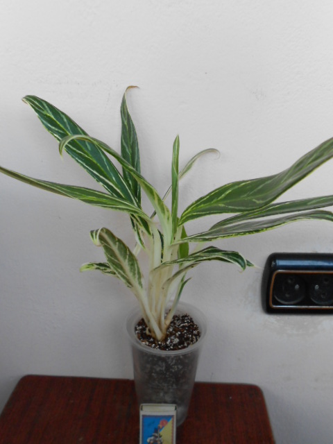DSCN6506.JPG