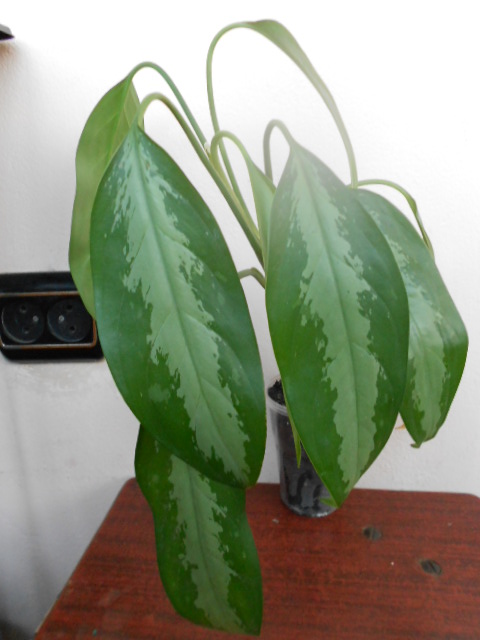 DSCN6419.JPG
