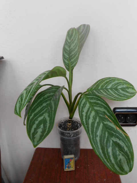DSCN6496.JPG