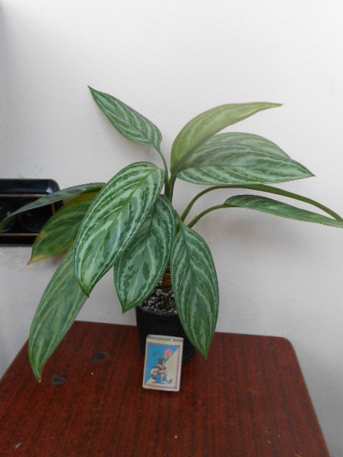 DSCN6440.JPG
