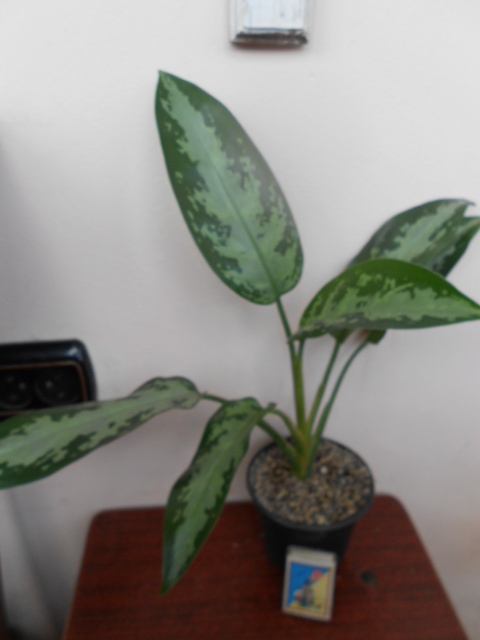 DSCN6332.JPG