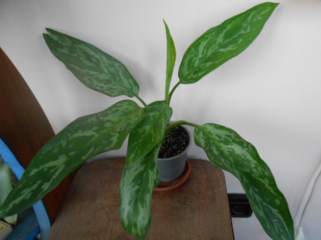 DSCN6163.JPG