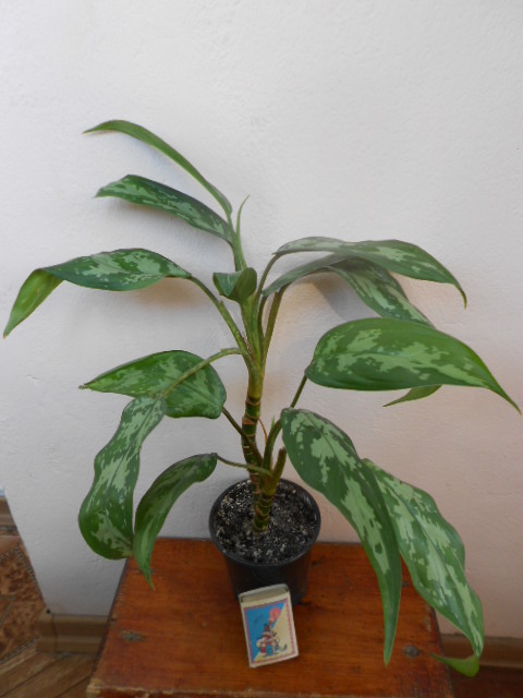 DSCN5623.JPG