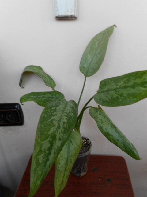 DSCN6422.JPG