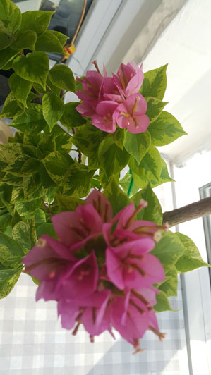 20190802_082130.jpg