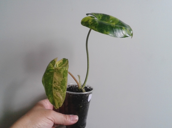 20190802_170435.jpg