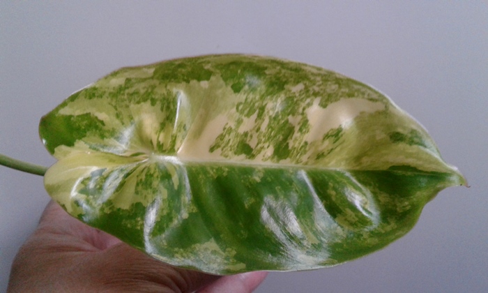 20190802_170523.jpg