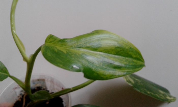 20190802_170810.jpg