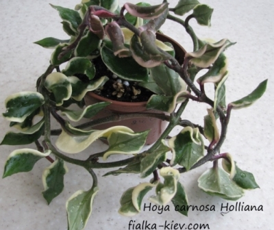Hoya carnosa Holliana.JPG