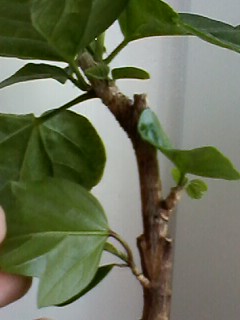 IMG00733.jpg