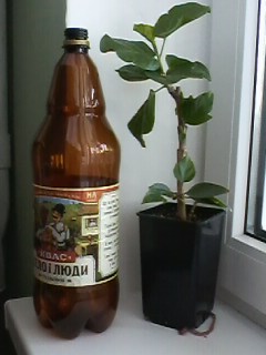 IMG00732.jpg