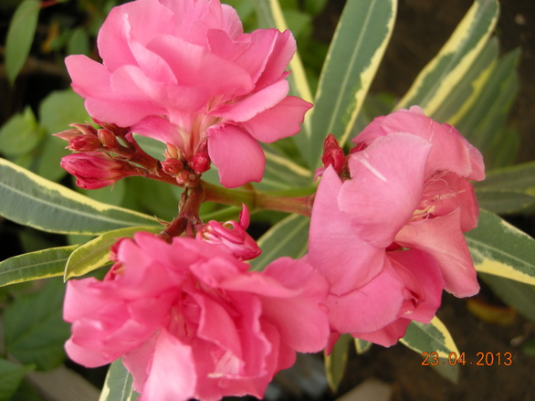 DSCN1640.JPG