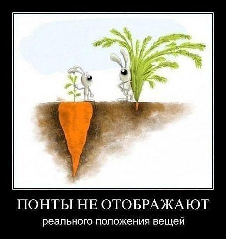 морковки.jpg