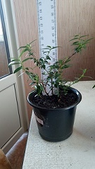 P90830-122324 плант.jpg
