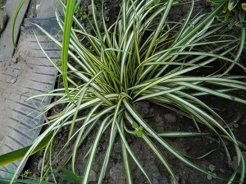 DSCN1145 плант.jpg