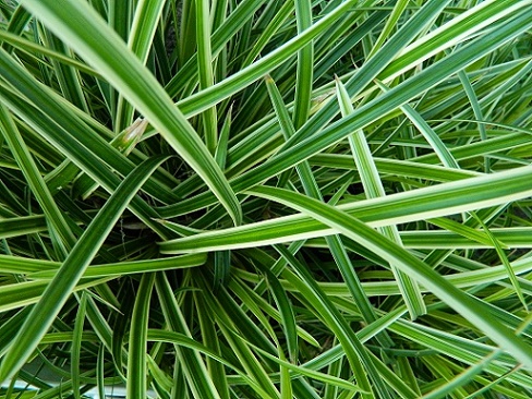 DSCN1140 плант.jpg
