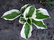 P60508-060150 плант.jpg
