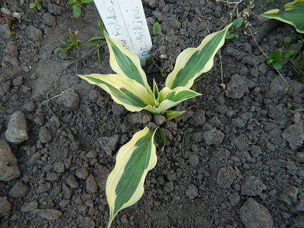 DSCN8324 плант.jpg