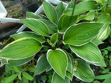 DSCN5320 плант.jpg