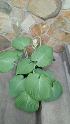 P90603-172905 плант.jpg
