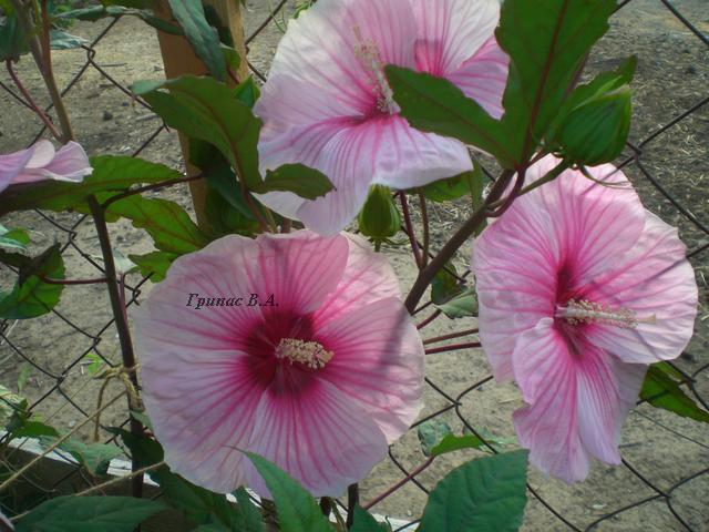 CIMG0139.jpg
