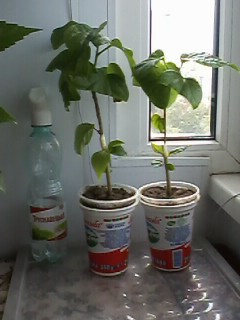 IMG00799.jpg