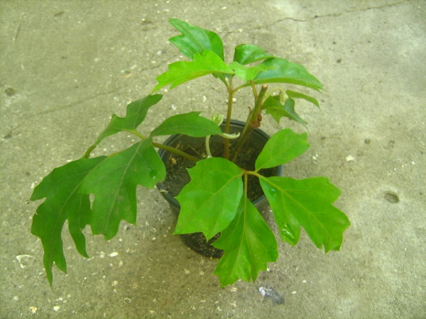 cissus.JPG