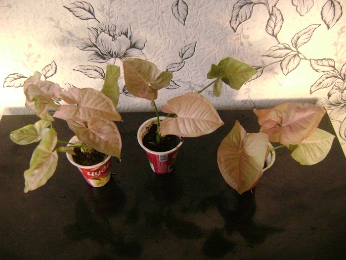 DSC04195.JPG