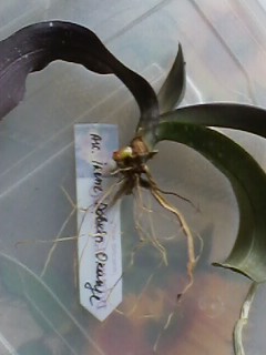 IMG00911.jpg