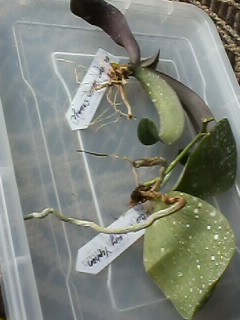 IMG00913.jpg