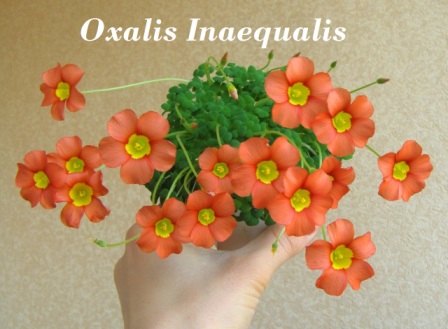 Inaequalis.jpg