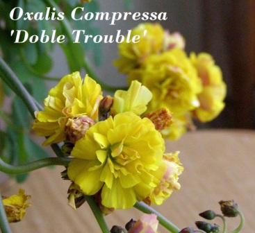 Compressa double trouble.jpg