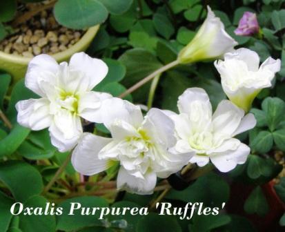 Purpurea Ruffles.jpg