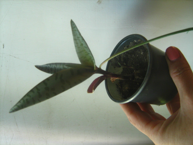 ledeburia.JPG