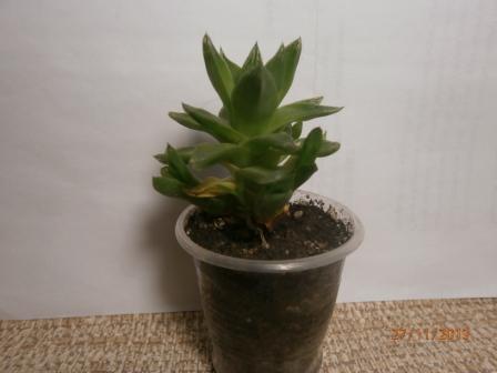 PB270010.JPG