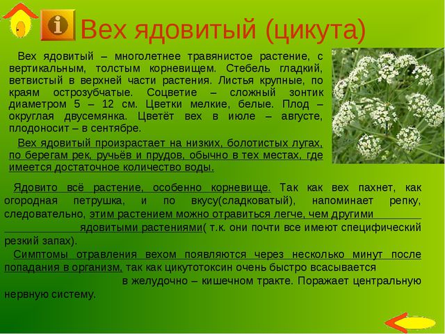 цикута.jpg