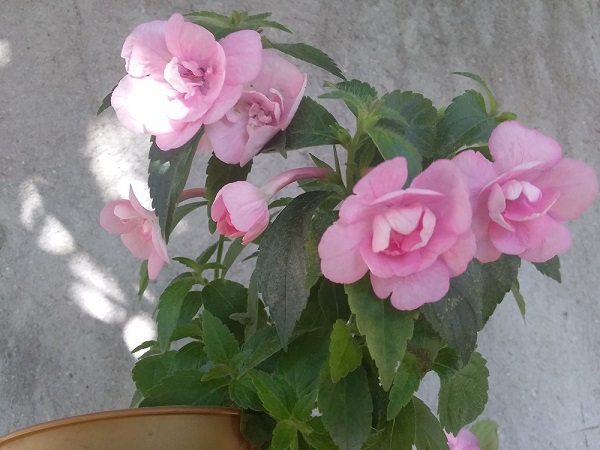 double pink rose (1).jpg