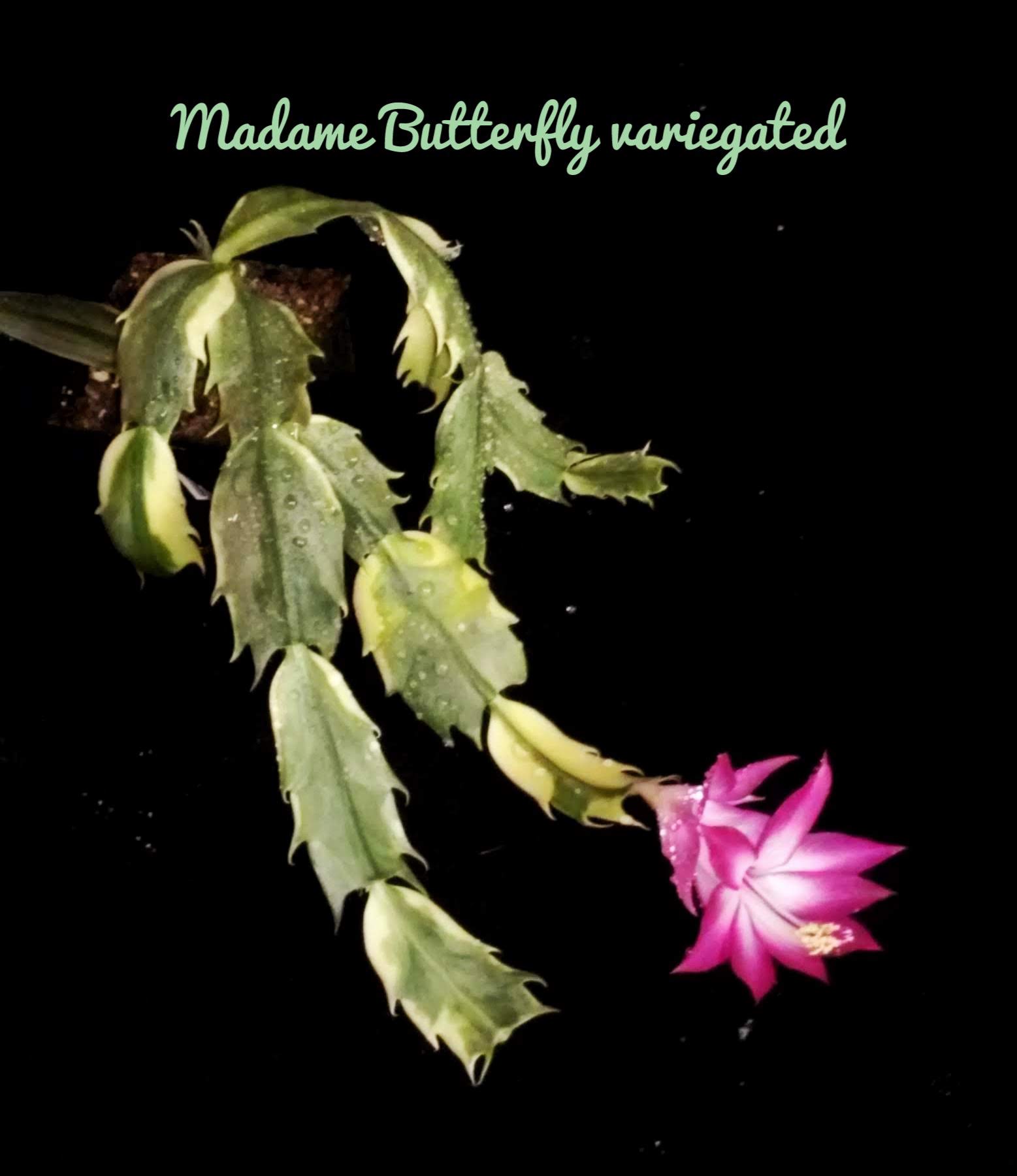 MadameButterflyvariegated.jpeg