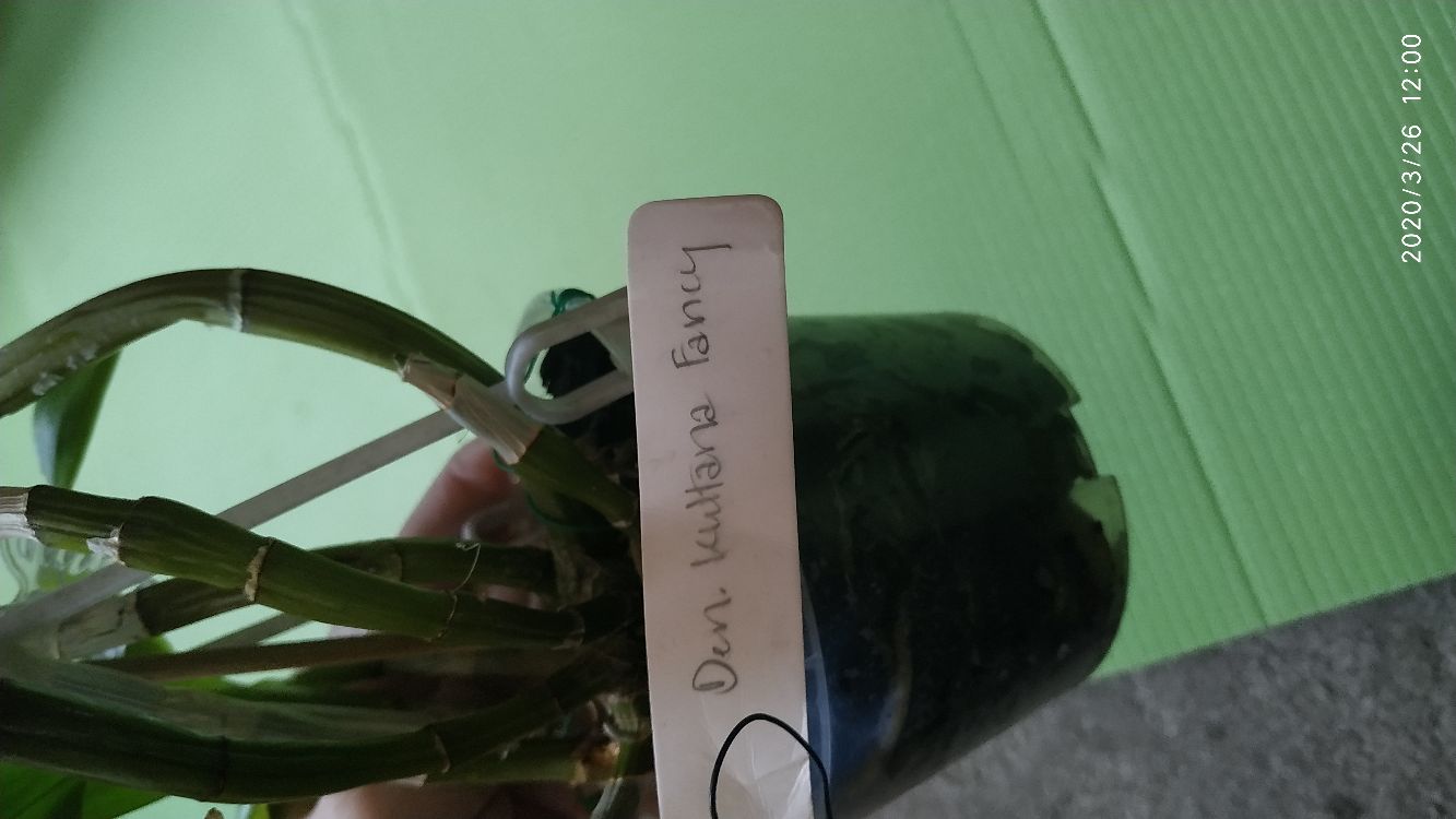 IMG_20200326_120019_compress18.jpg