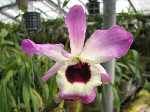 10-02-37-dendrobium-nobile-giganteum-foto-1678_compress59.jpg
