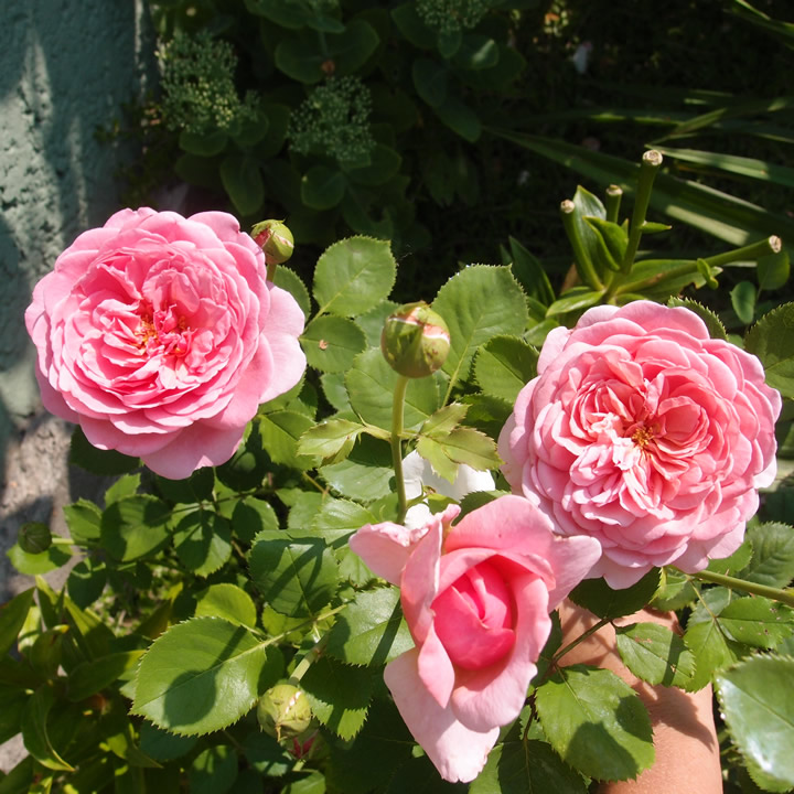 P7294082q.jpg